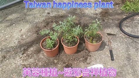 芙蓉擺放位置|芙蓉種植風水：誰家庭院最適合？